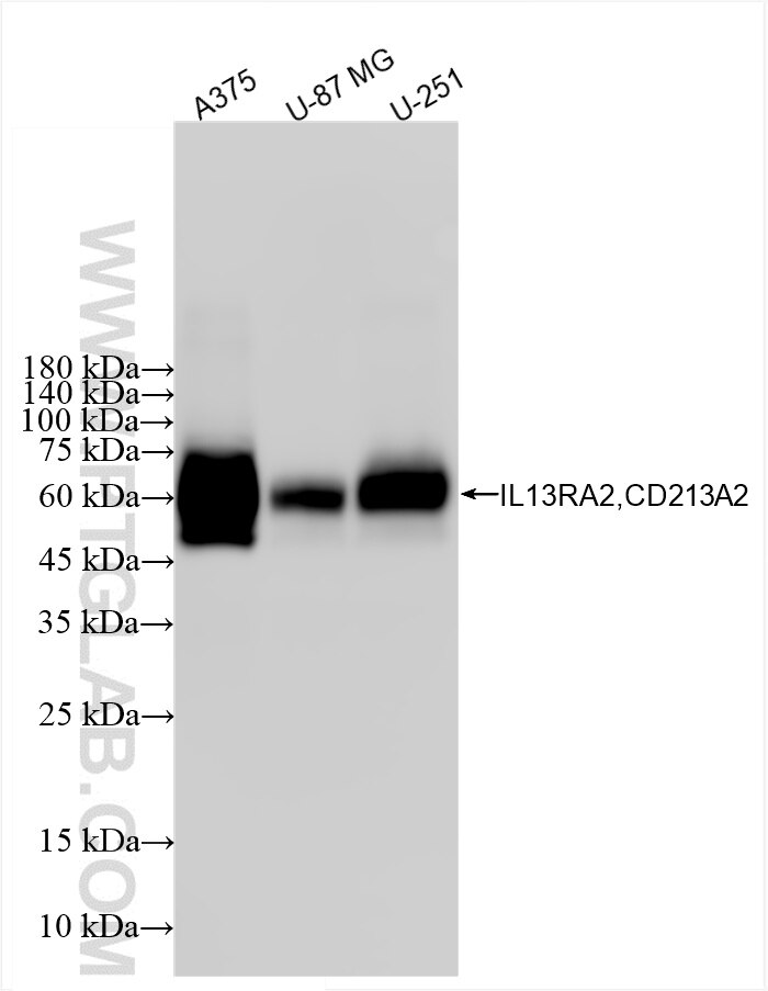 Western Blot (WB) analysis of A375 cells using IL-13RA2 Recombinant antibody (86298-2-RR)