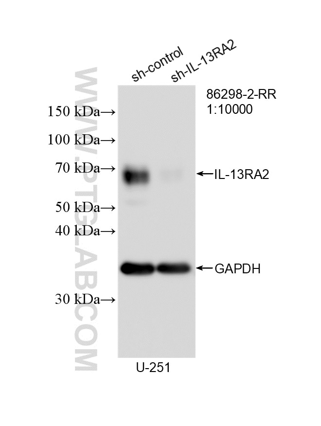 Western Blot (WB) analysis of U-251 cells using IL-13RA2 Recombinant monoclonal antibody (86298-2-RR)