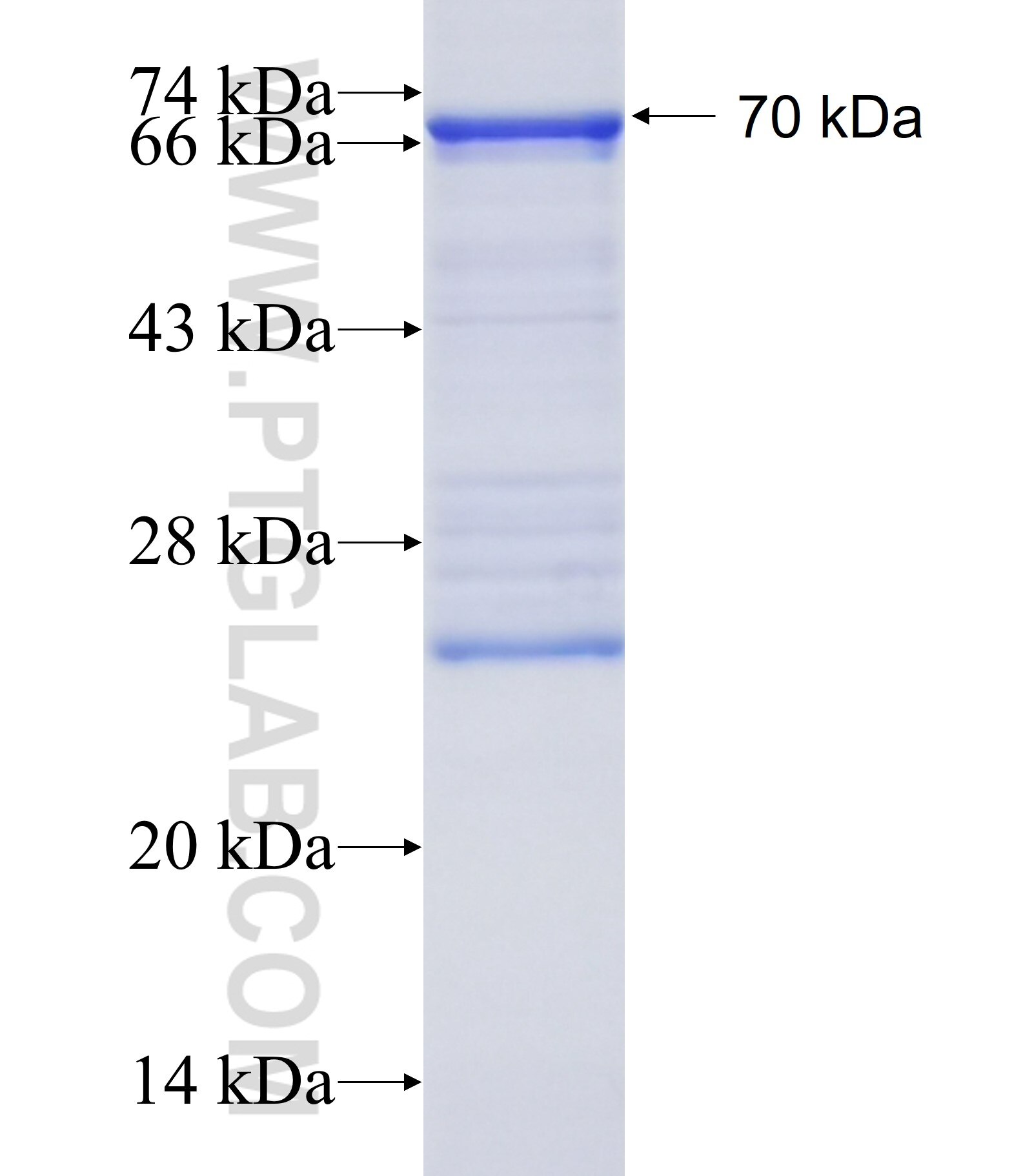 IL13RA1 fusion protein Ag34616 SDS-PAGE