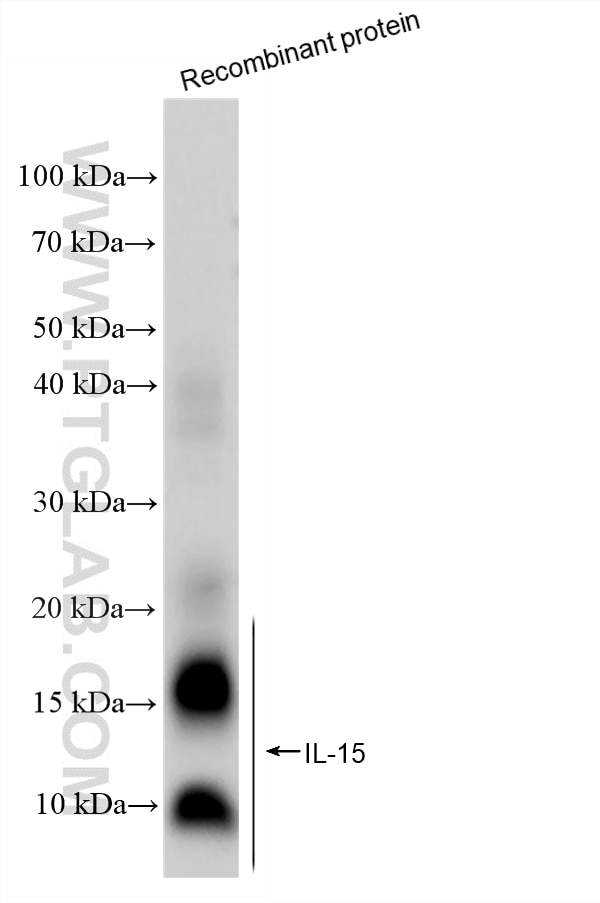 Western Blot (WB) analysis of Recombinant protein using IL-15 Recombinant monoclonal antibody (84512-4-RR)