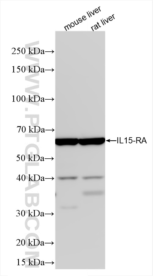 Western Blot (WB) analysis of various lysates using IL-15RA Recombinant antibody (85671-2-RR)