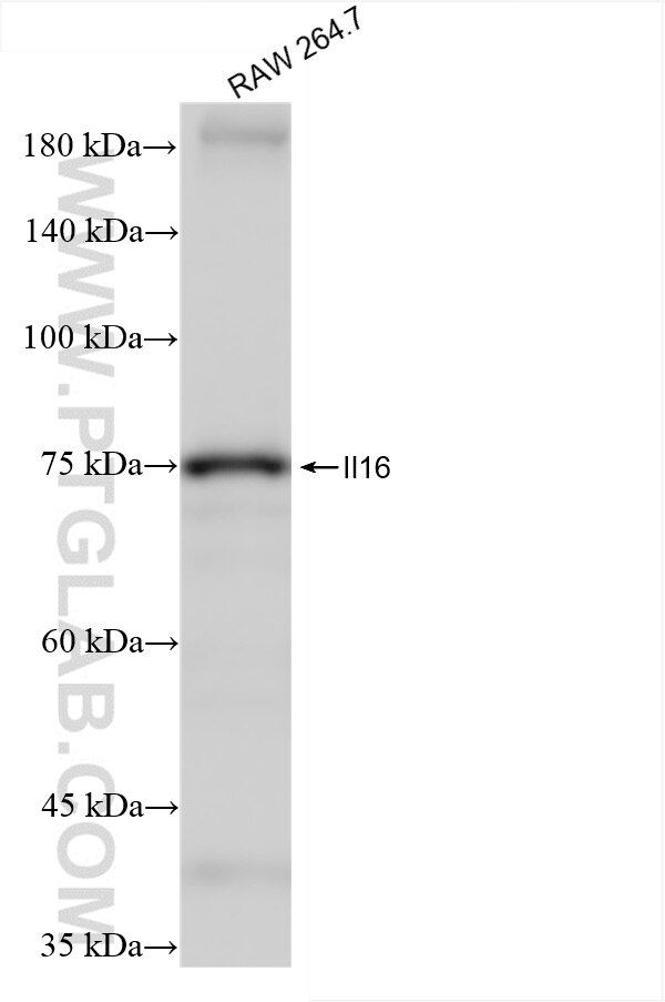Western Blot (WB) analysis of RAW 264.7 cells using IL-16 Recombinant antibody (86421-1-RR)