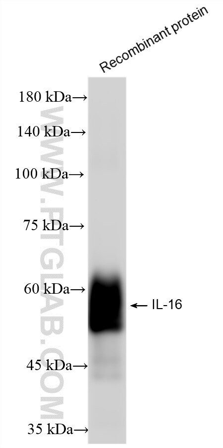 Various lysates were subjected to SDS PAGE followed by western blot with 86927-2-RR (IL-16 antibody) at dilution of 1:10000 incubated at room temperature for 1.5 hours. This data was developed using the same antibody clone with 86927-2-PBS in a different storage buffer formulation. Western Blot (WB) analysis of Recombinant protein using IL-16 Recombinant monoclonal antibody (86927-2-RR)