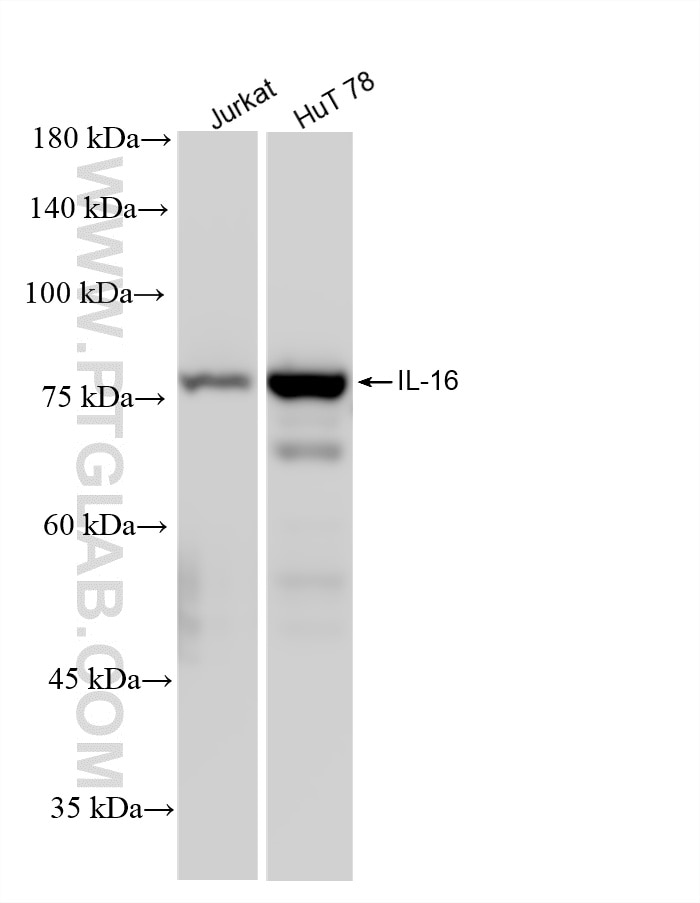 Various lysates were subjected to SDS PAGE followed by western blot with 86927-2-RR (IL-16 antibody) at dilution of 1:10000 incubated at room temperature for 1.5 hours. This data was developed using the same antibody clone with 86927-2-PBS in a different storage buffer formulation. Western Blot (WB) analysis of various lysates using IL-16 Recombinant monoclonal antibody (86927-2-RR)