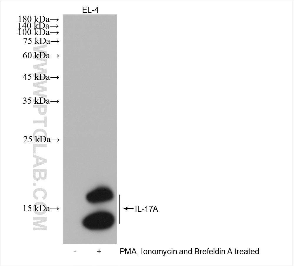 Western Blot (WB) analysis of EL-4 cells using IL-17A Recombinant antibody (82905-1-RR)