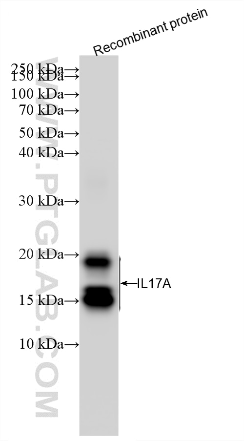 WB analysis of Recombinant protein using 87785-2-RR (same clone as 87785-2-PBS) Western Blot (WB) analysis of Recombinant protein using IL-17A Recombinant monoclonal antibody (87785-2-RR)