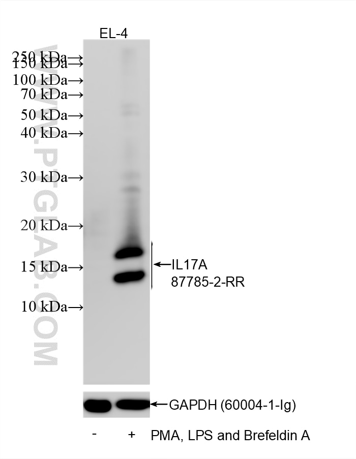 WB analysis of EL-4 using 87785-2-RR (same clone as 87785-2-PBS) Western Blot (WB) analysis of EL-4 cells using IL-17A Recombinant monoclonal antibody (87785-2-RR)