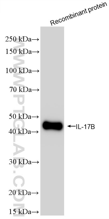 Western Blot (WB) analysis of Recombinant protein using IL-17B Recombinant monoclonal antibody (87094-1-RR)
