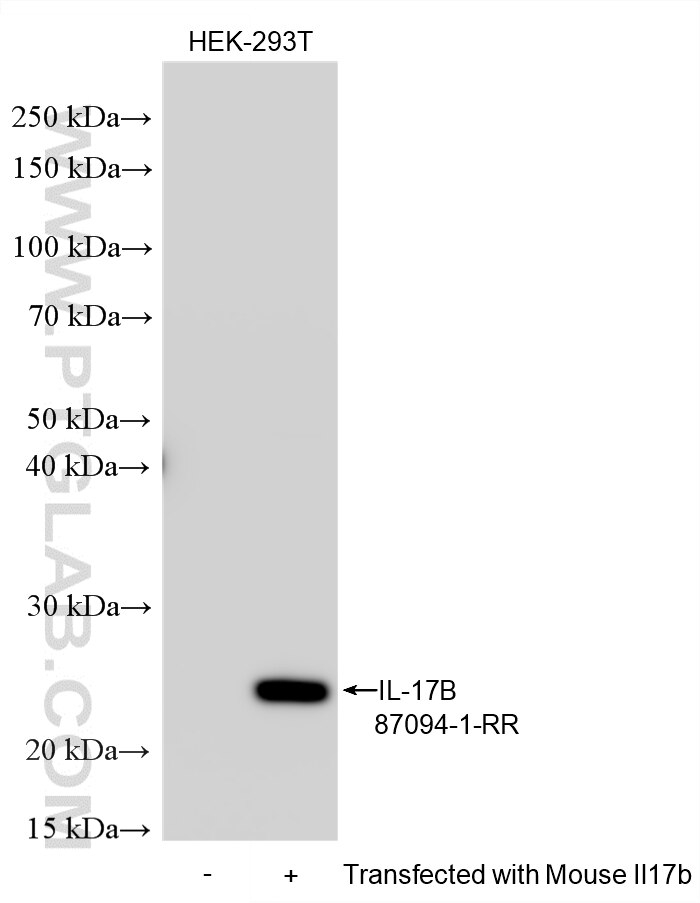 Western Blot (WB) analysis of various lysates using IL-17B Recombinant monoclonal antibody (87094-1-RR)
