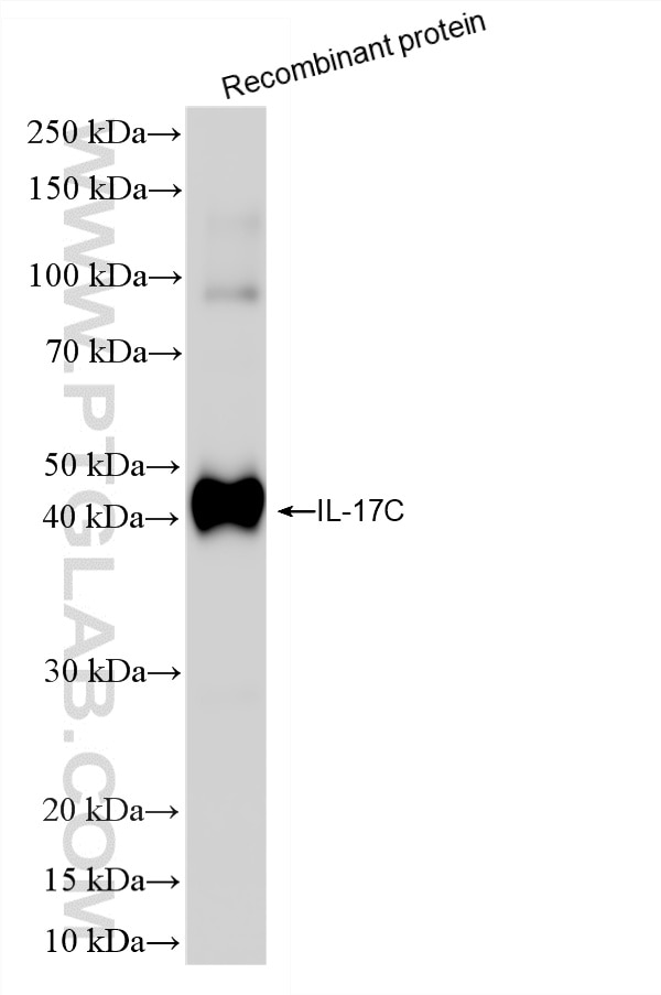 Western Blot (WB) analysis of Recombinant protein using IL-17C Recombinant antibody (86563-1-RR)