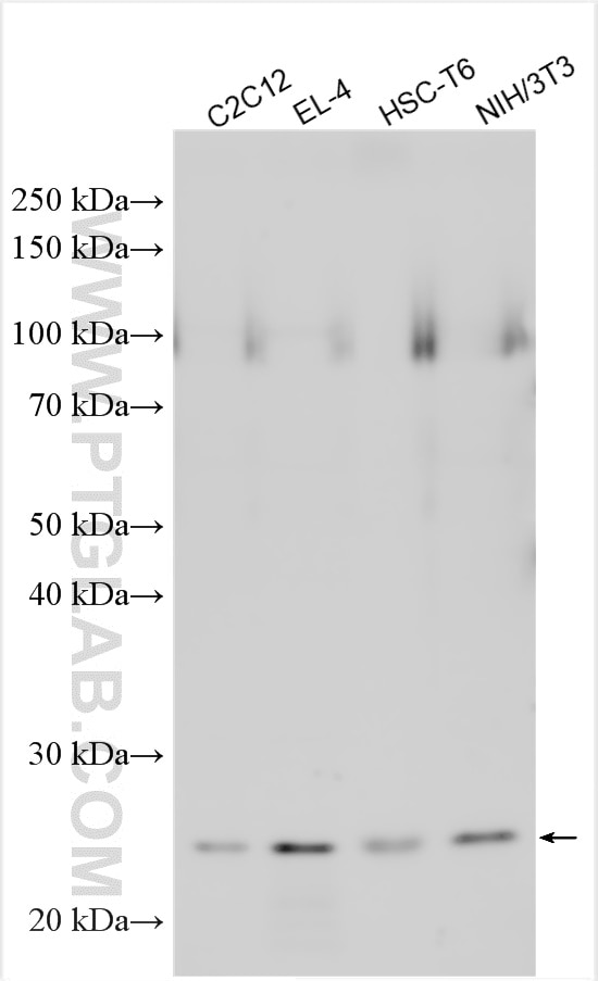 Western Blot (WB) analysis of various lysates using IL-17F Polyclonal antibody (30589-1-AP)