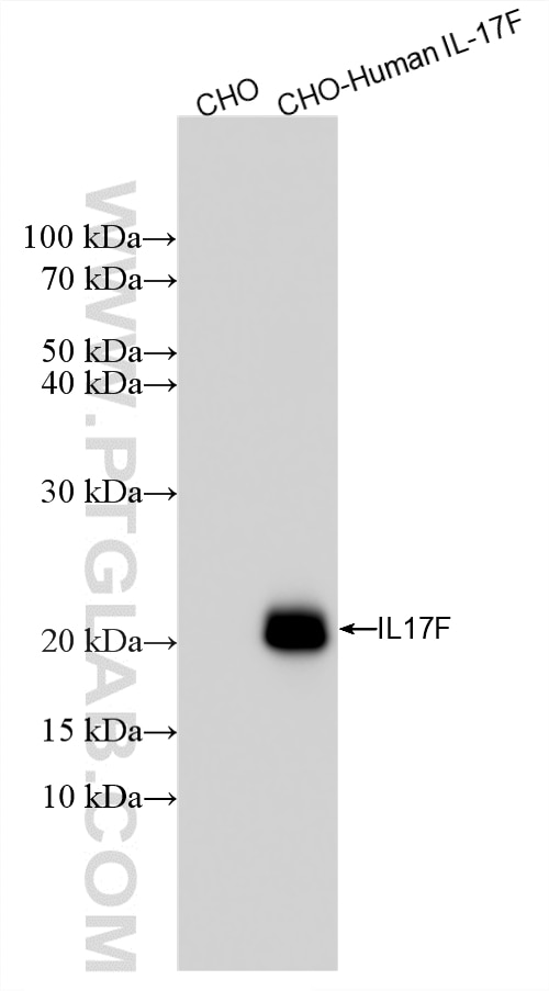 WB analysis using 87510-1-RR Western Blot (WB) analysis of various lysates using IL-17F Recombinant monoclonal antibody (87510-1-RR)