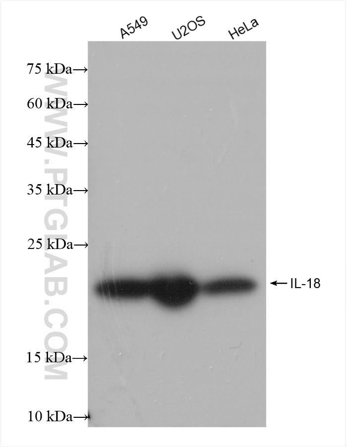 Western Blot (WB) analysis of various lysates using IL-18 Recombinant antibody (82907-1-RR)