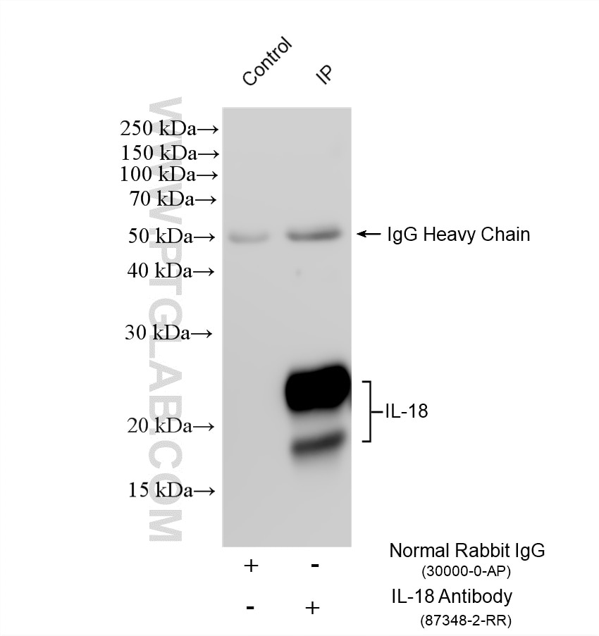 Immunoprecipitation (IP) experiment of mouse spleen tissue using IL-18 Recombinant monoclonal antibody (87348-2-RR)