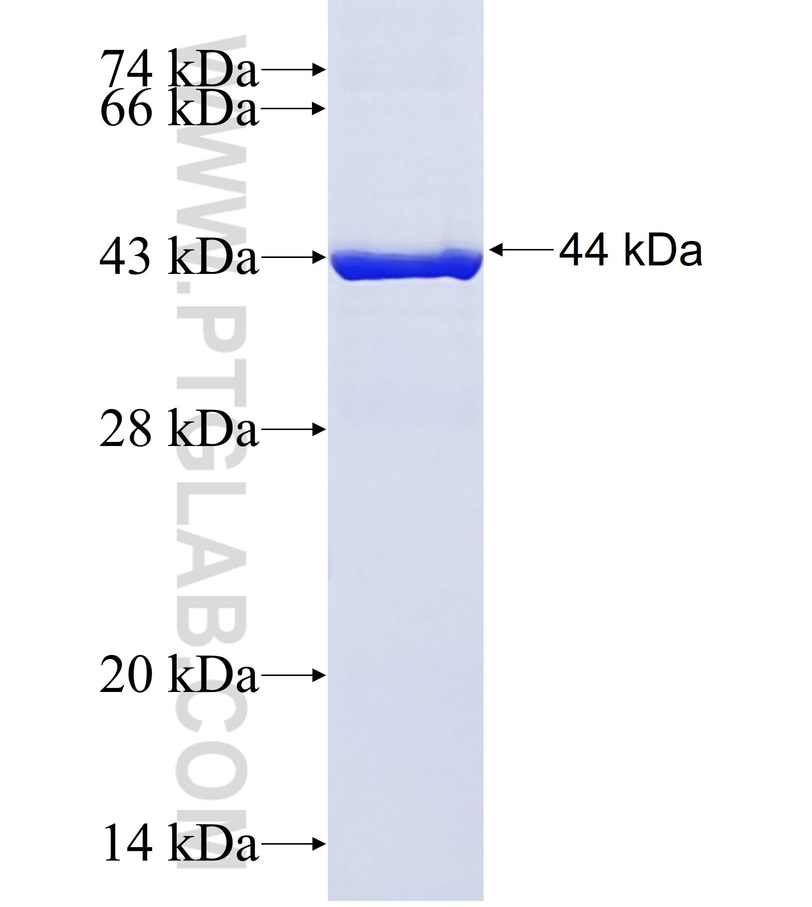 IL-18 fusion protein Ag42146 SDS-PAGE