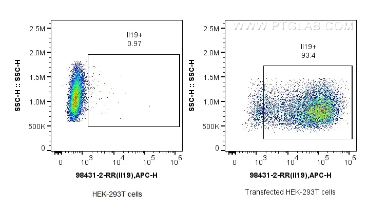 1x10^6 HEK-293T cells (left) or IL-19 transfected HEK-293T cells (right) were intracellularly stained with 0.25 ug Anti-Mouse IL-19 Rabbit RecAb (98431-2-RR, Clone: 242880F4) and APC-Conjugated Goat Anti-Rabbit IgG(H+L). Cells were fixed with 4% PFA and permeabilized with Flow Cytometry Perm Buffer (PF00011-C). Flow cytometry (FC) experiment of Transfected HEK-293T cells using Anti-Mouse IL-19 Rabbit Recombinant Antibody (98431-2-RR)