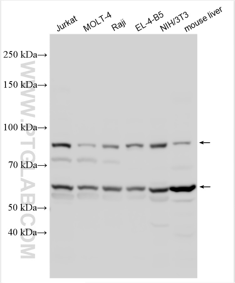 Western Blot (WB) analysis of various lysates using IL-1R1 Polyclonal antibody (27348-1-AP)