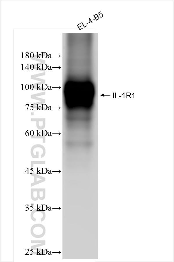 Western Blot (WB) analysis of EL-4-B5 cells using IL-1R1 Recombinant antibody (84094-6-RR)