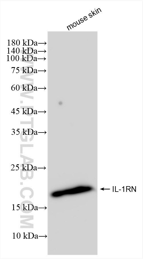 Western Blot (WB) analysis of mouse skin tissue using IL-1RA  Recombinant antibody (83335-4-RR)