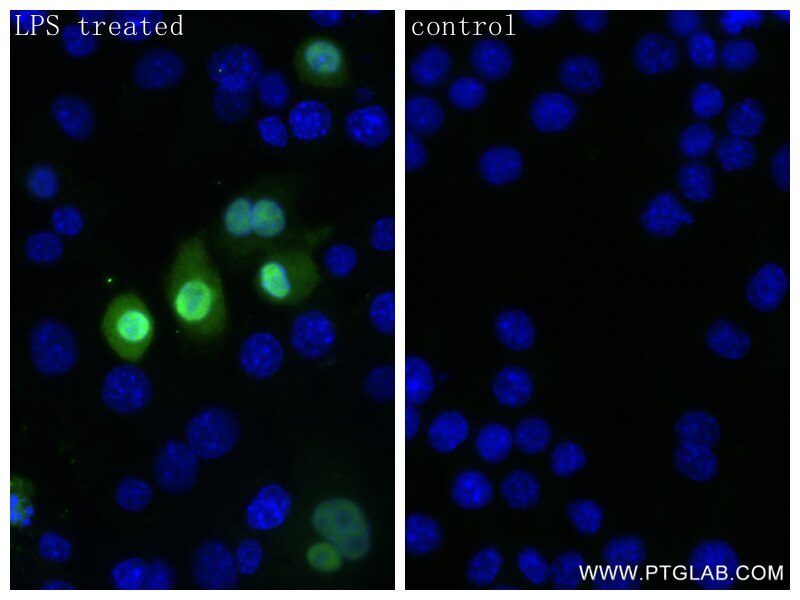 Immunofluorescence (IF) / fluorescent staining of RAW 264.7 cells using IL-1 alpha Recombinant antibody (83644-1-RR)