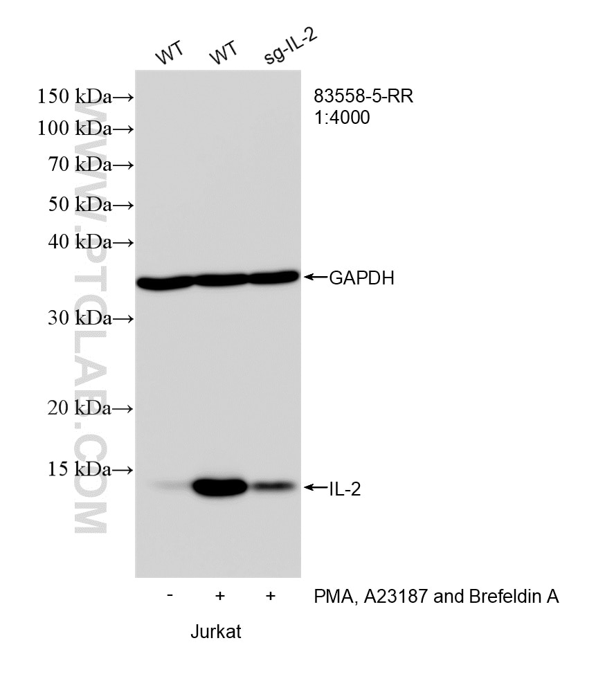 Western Blot (WB) analysis of Jurkat cells using IL-2 Recombinant monoclonal antibody (83558-5-RR)