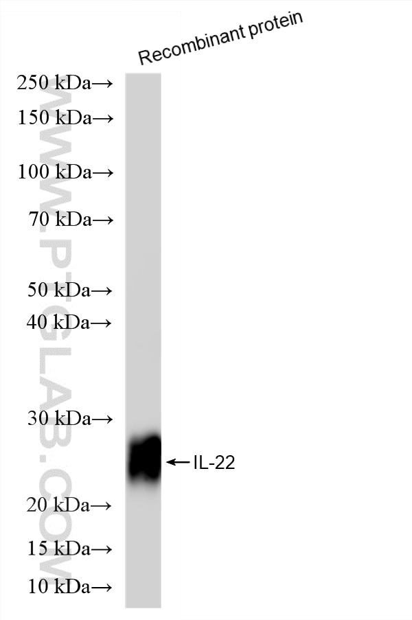 Recombinant protein were subjected to SDS PAGE followed by western blot with 82766-15-RR (IL22 antibody) at dilution of 1:5000 incubated at room temperature for 1.5 hours. Western Blot (WB) analysis of Recombinant protein using IL-22 Recombinant antibody (82766-15-RR)