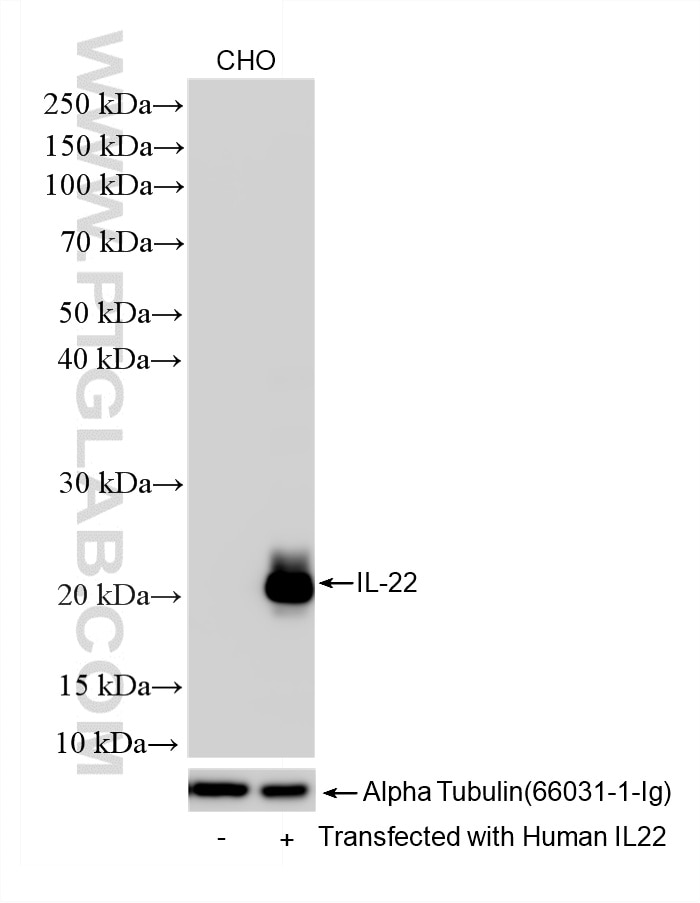 Various lysates were subjected to SDS PAGE followed by western blot with 82766-15-RR (IL22 antibody) at dilution of 1:5000 incubated at room temperature for 1.5 hours. Western Blot (WB) analysis of various lysates using IL-22 Recombinant antibody (82766-15-RR)