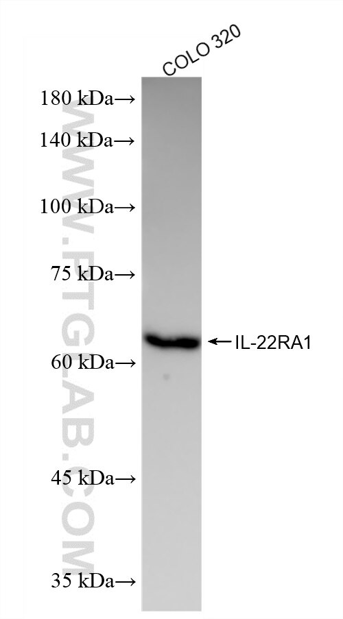 Western Blot (WB) analysis of COLO 320 cells using IL-22RA1 Recombinant monoclonal antibody (87197-1-RR)
