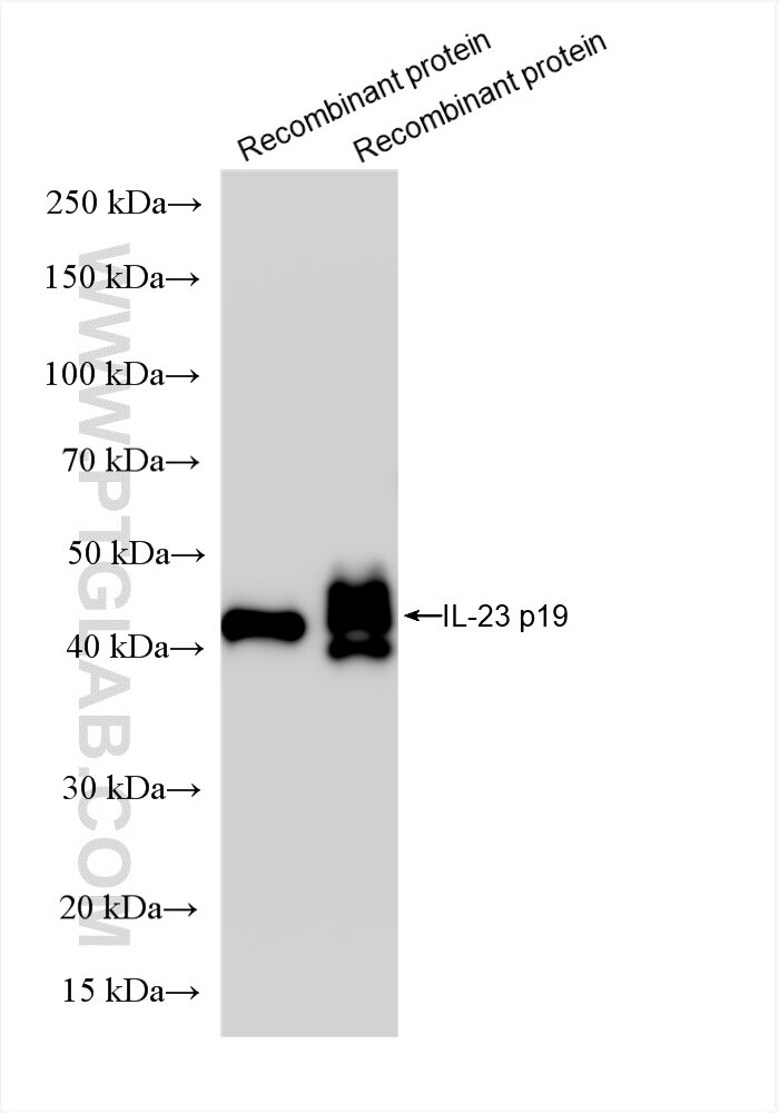Western Blot (WB) analysis of various lysates using IL-23 Recombinant antibody (85947-2-RR)