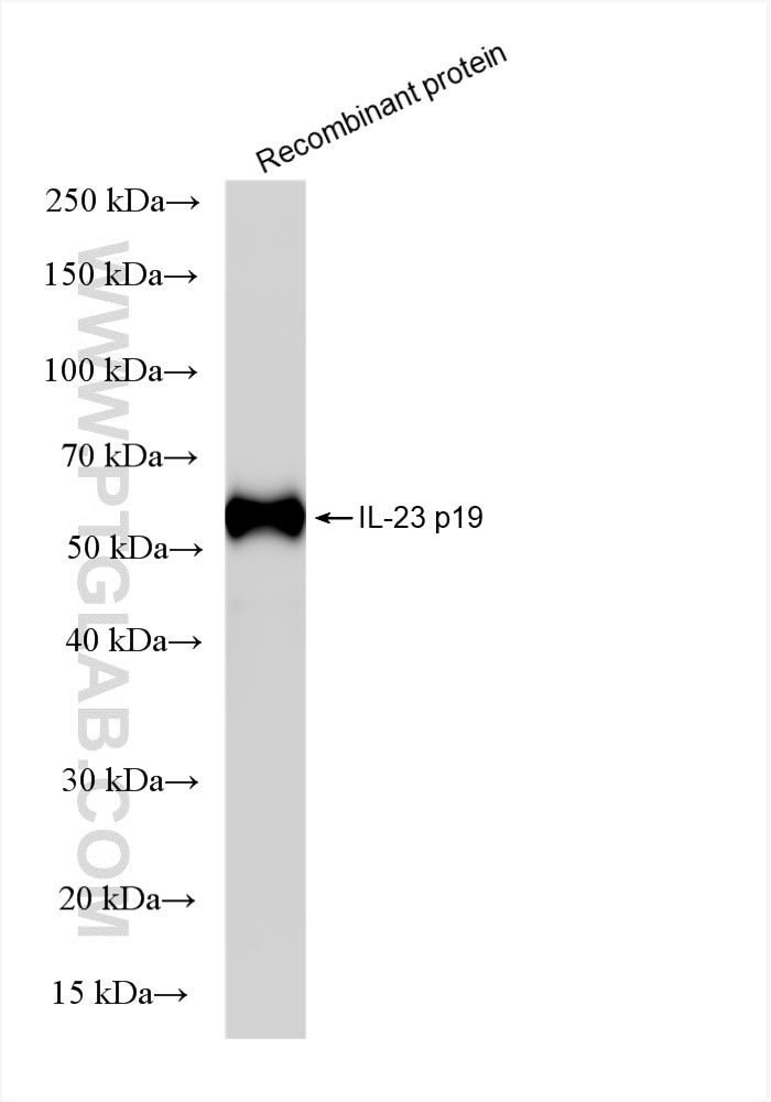 Western Blot (WB) analysis of Recombinant protein using IL-23 Recombinant antibody (85947-2-RR)