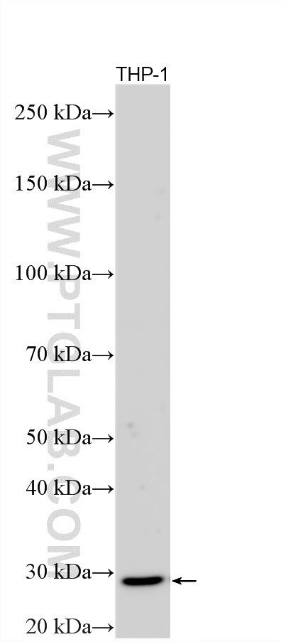 Western Blot (WB) analysis of various lysates using IL-23(IL12B+IL23A) Polyclonal antibody (30590-1-AP)