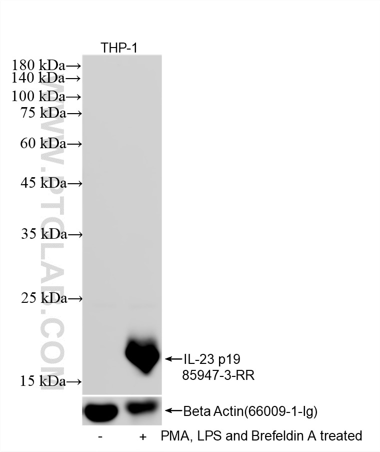 Western Blot (WB) analysis of THP-1 cells using IL-23 p19 Recombinant monoclonal antibody (85947-3-RR)