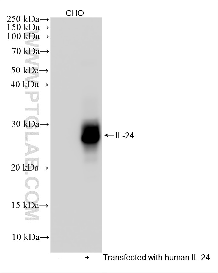 WB analysis of CHO using 87821-1-RR (same clone as 87821-1-PBS) Western Blot (WB) analysis of CHO cells using IL-24 Recombinant monoclonal antibody (87821-1-RR)