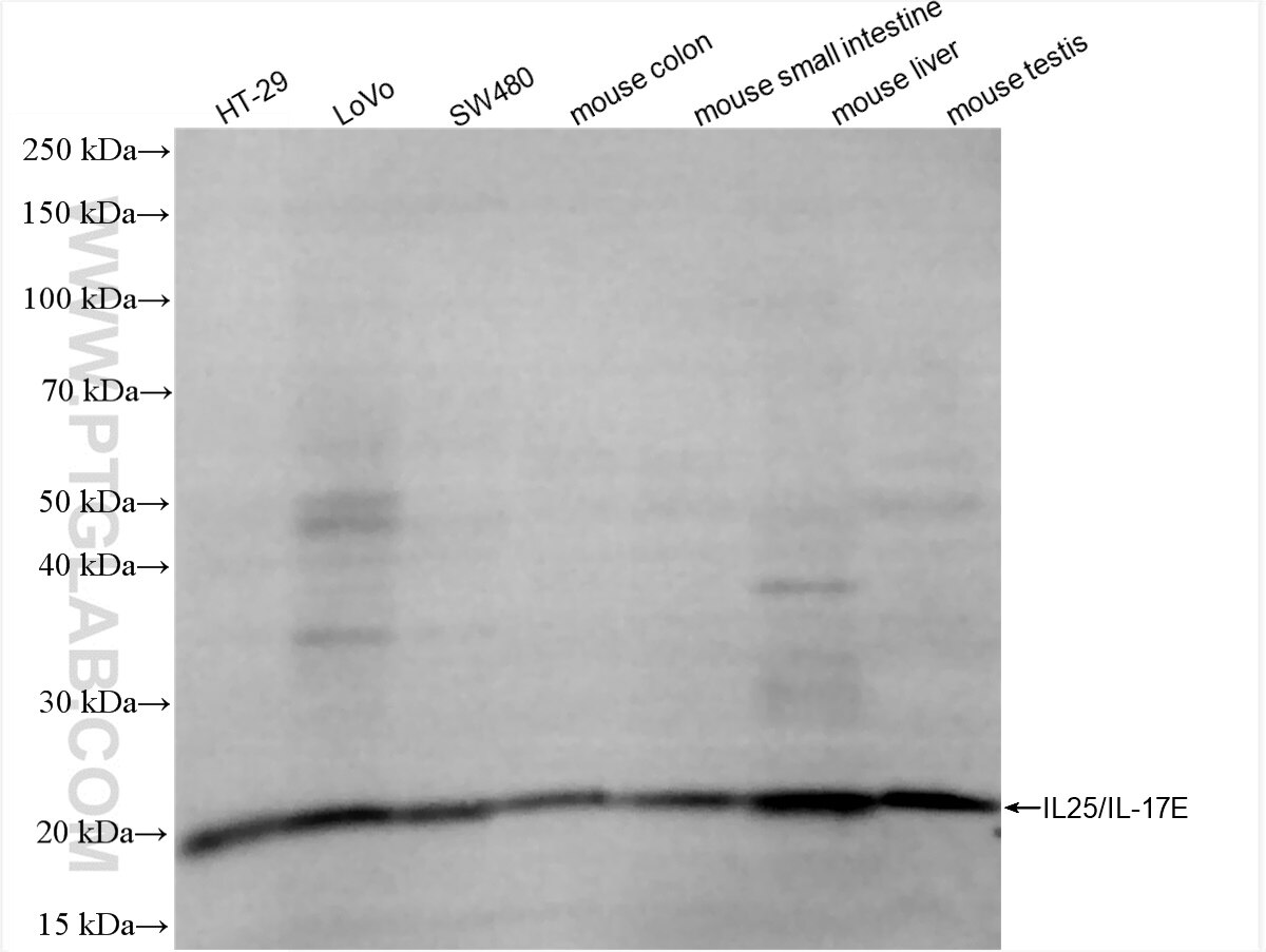 Western Blot (WB) analysis of various lysates using IL-25/IL-17E Recombinant antibody (86396-1-RR)