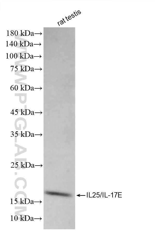 Western Blot (WB) analysis of rat testis tissue using IL-25/IL-17E Recombinant monoclonal antibody (86396-1-RR)