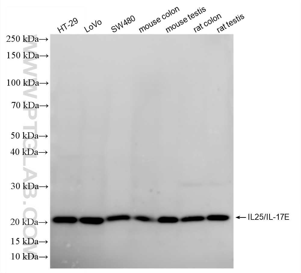 Western Blot (WB) analysis of various lysates using IL-25/IL-17E Recombinant monoclonal antibody (86396-1-RR)