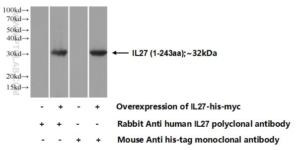 IL-27 Polyclonal antibody
