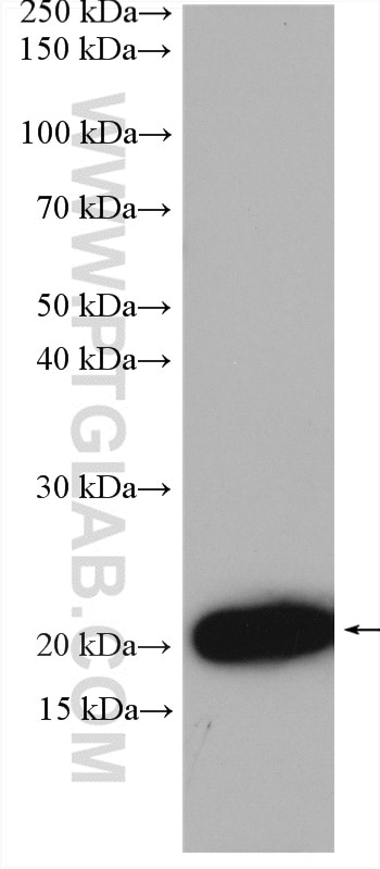 Western Blot (WB) analysis of Recombinant protein using IL-28A Polyclonal antibody (22646-1-AP)