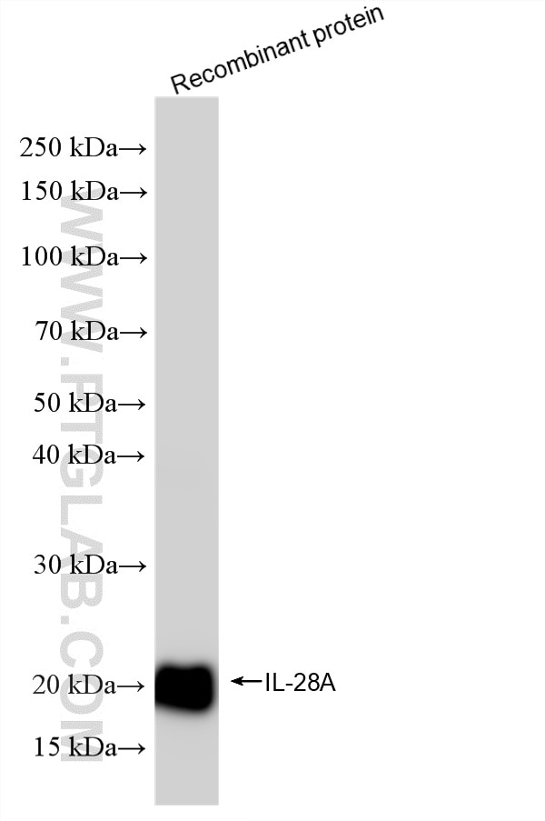 Western Blot (WB) analysis of Recombinant protein using IL-28A Recombinant monoclonal antibody (86684-1-RR)