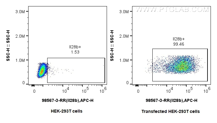 1x10^6 HEK-293T cells (left) or IL-28B transfected HEK-293T cells (right) were stained with 0.25 ug Anti-Mouse IL-28B Rabbit RecAb (98567-3-RR, Clone: 250563C9) and APC-Conjugated Goat Anti-Rabbit IgG(H+L). Cells were fixed with 4% PFA and permeabilized with Flow Cytometry Perm Buffer (PF00011-C). This data was developed using the same antibody clone with 98567-3-PBS in a different storage buffer formulation. Flow cytometry (FC) experiment of Transfected HEK-293T cells using Anti-Mouse IL-28B Rabbit Recombinant Antibody (98567-3-RR)