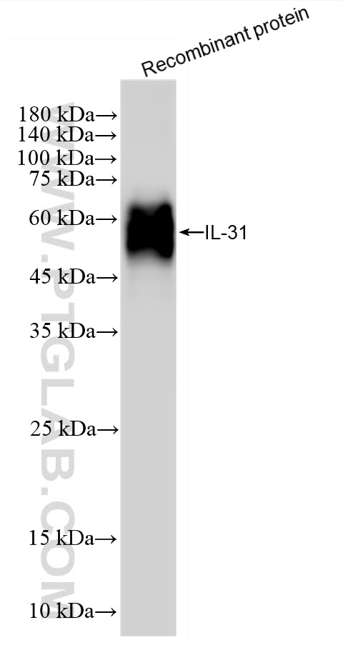 Western Blot (WB) analysis of Recombinant protein using IL-31 Recombinant monoclonal antibody (87927-1-RR)