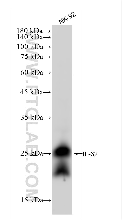 Western Blot (WB) analysis of NK-92 cells using IL-32 Recombinant monoclonal antibody (86678-1-RR)