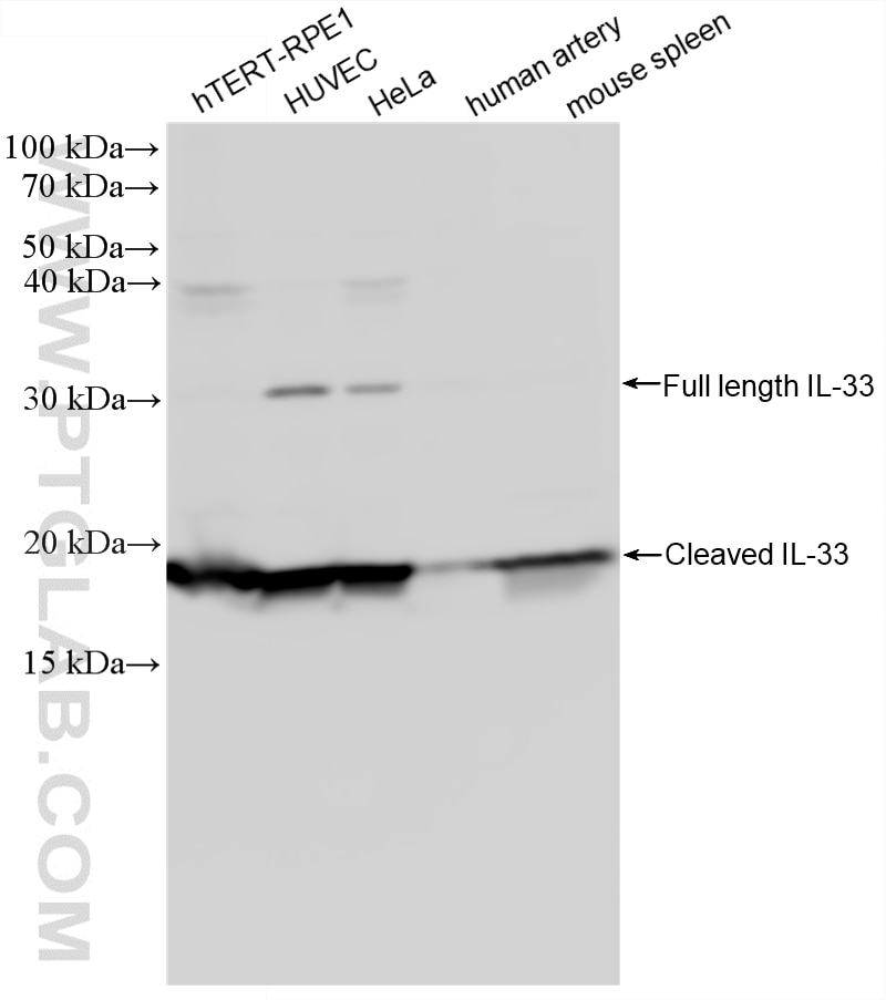 WB analysis using 83765-7-RR Western Blot (WB) analysis of various lysates using IL-33 Recombinant monoclonal antibody (83765-7-RR)