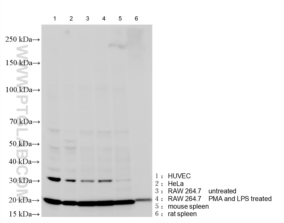 WB analysis using 83765-7-RR Western Blot (WB) analysis of various lysates using IL-33 Recombinant monoclonal antibody (83765-7-RR)