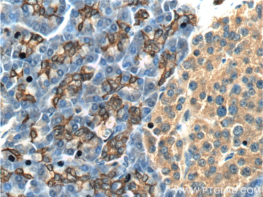 IHC staining of human pancreas using 24723-1-AP