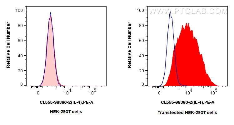 1x10^6 HEK-293T cells or IL-4 transfected HEK-293T cells were intracellularly stained with 0.25 ug CoraLite® Plus 555 Anti-Mouse IL-4 Rabbit RecAb (CL555-98360-2, Clone: 242736G8) (red) or CoraLite® Plus 555 Rabbit IgG Isotype Control Recombinant Antibody (CL555-98136, Clone: 240953C9) (blue). Cells were fixed and permeabilized with Intracellular Flow Cytometry Fixation & Permeabilization Buffer Kit (PF00019). Flow cytometry (FC) experiment of Transfected HEK-293T cells using CoraLite® Plus 555 Anti-Mouse IL-4 Rabbit Recombin (CL555-98360-2)