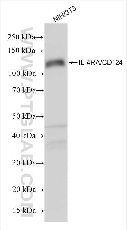 Western Blot (WB) analysis of NIH/3T3 cells using IL-4 R alpha/CD124 Recombinant antibody (84758-5-RR)