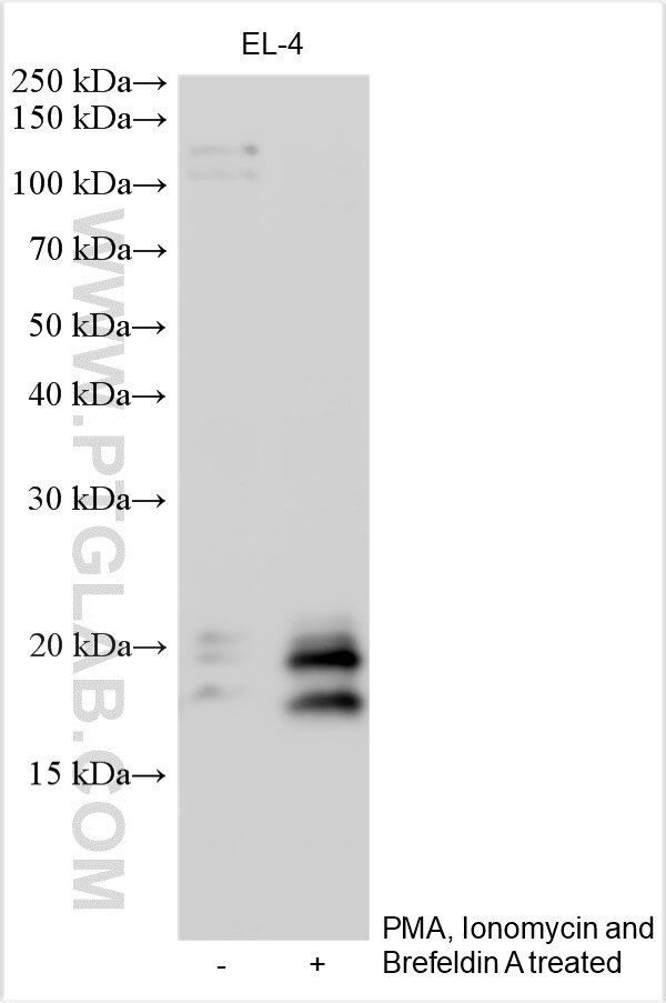 Western Blot (WB) analysis of various lysates using IL-5 Polyclonal antibody (30198-1-AP)