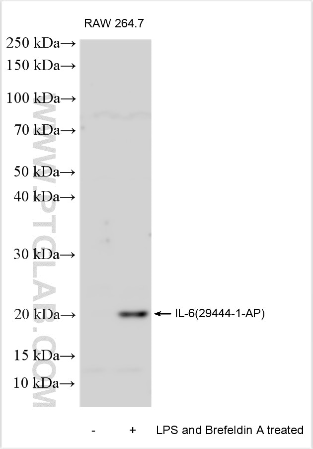 WB analysis using 29444-1-AP