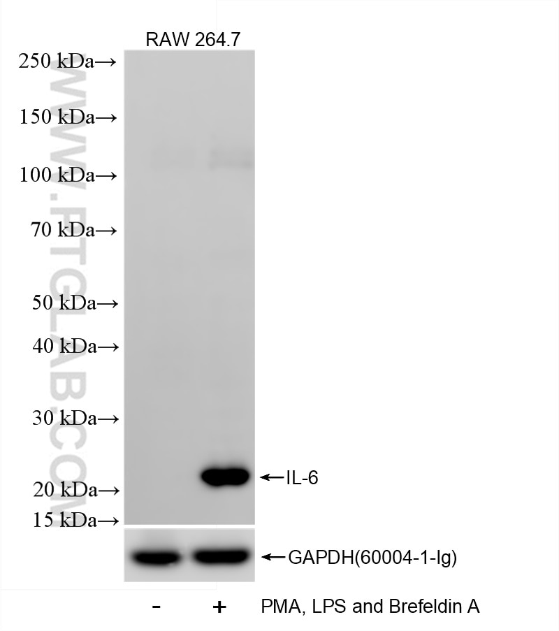 Western Blot (WB) analysis of RAW 264.7 cells using IL-6 Recombinant antibody (83795-7-RR)